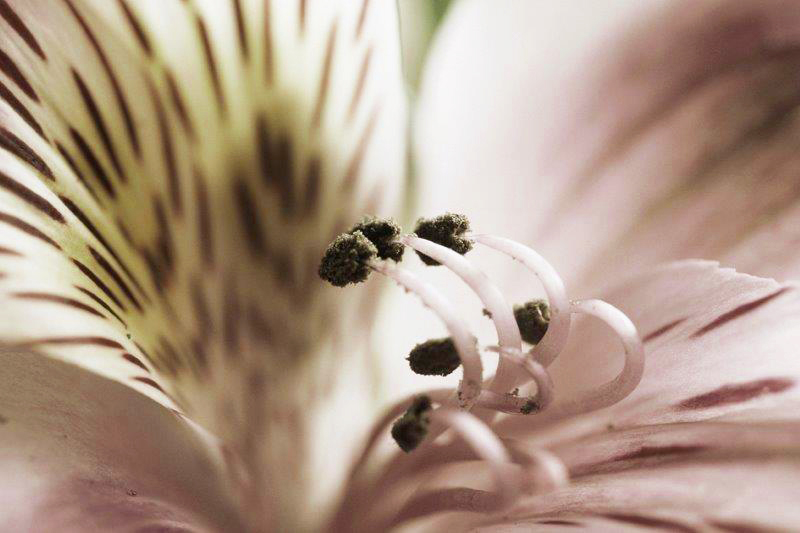 AS113 Wall décor art photographic on canvas botanical Inca flower close up